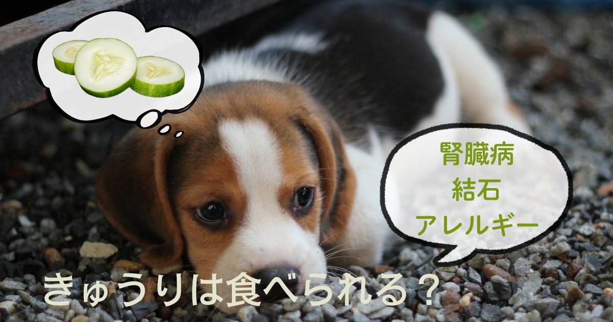 犬はきゅうりを食べられる！アレルギーや腎臓病・結石の犬は注意！