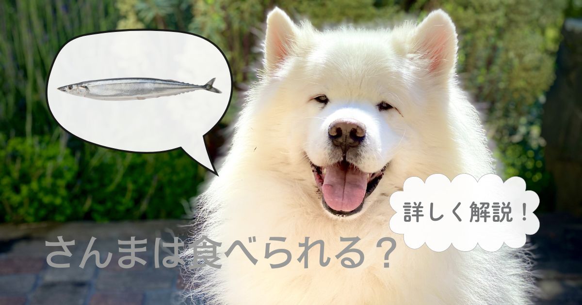 【食の専門家解説】犬はさんまを食べられる！頭や骨は大丈夫？与える量や注意点を紹介！