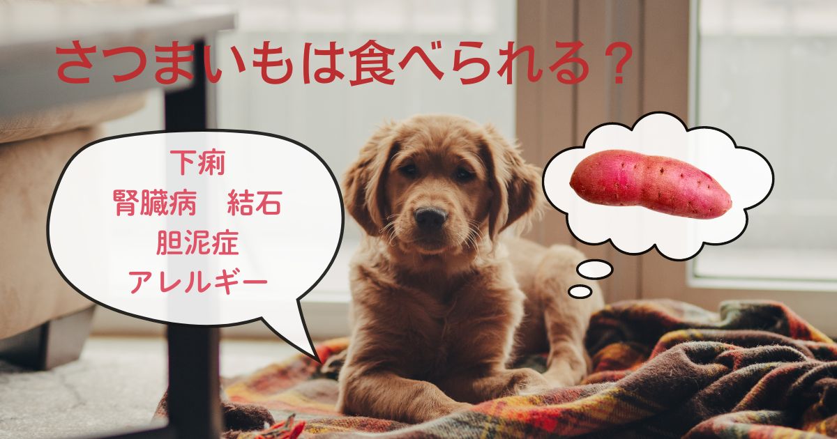 犬はさつまいもを食べられる！下痢のときや腎臓病・結石の犬は注意！