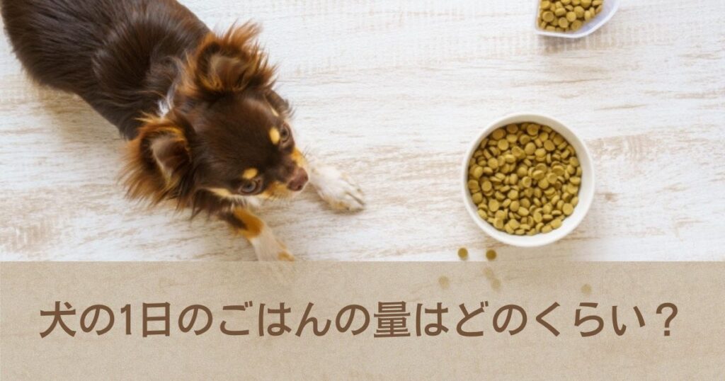 【食の専門家解説】犬のごはんの適切な量は？パピーやシニア、小型犬から大型犬まで計算式と早見表を紹介！