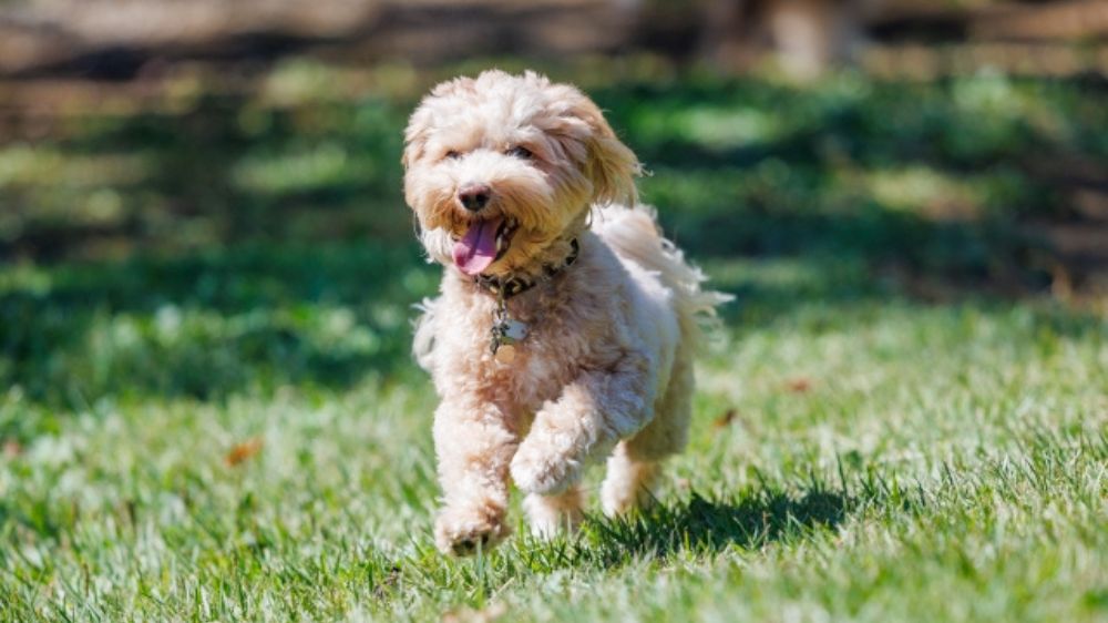 【食の専門家解説】犬のごはんの適切な量は？パピーやシニア、小型犬から大型犬まで計算式と早見表を紹介！