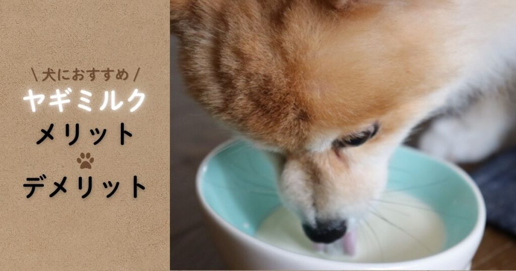 【食の専門家解説】犬にはヤギミルクがおすすめ！デメリットやメリットを紹介！