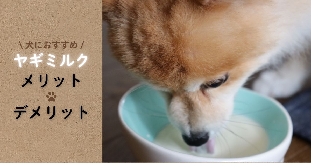 【食の専門家解説】犬にはヤギミルクがおすすめ！デメリットやメリットを紹介！