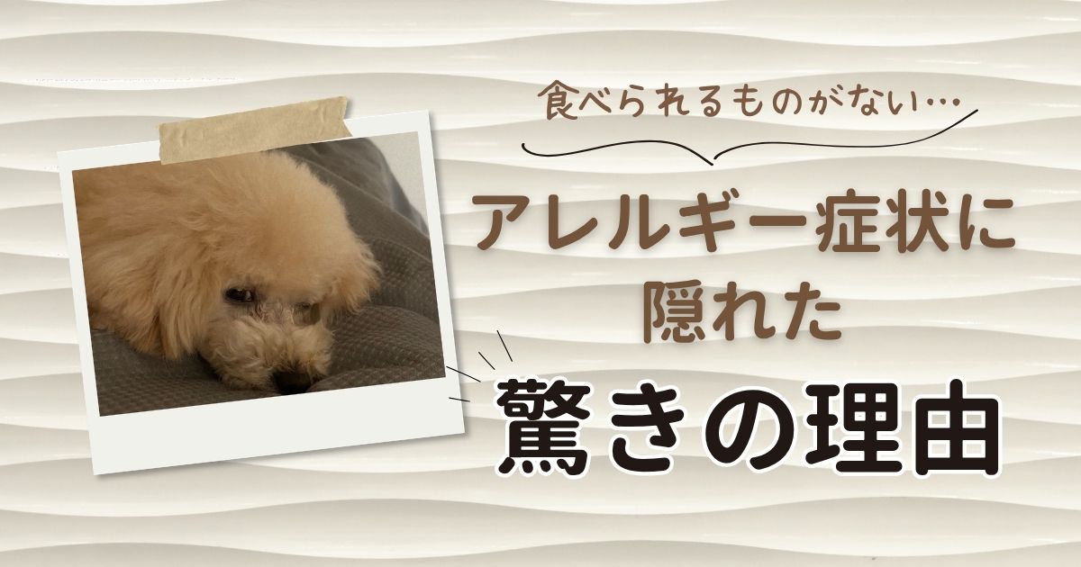 犬のアレルギーで食べられるフードがない！療法食も全滅した我が家が知った驚きの理由