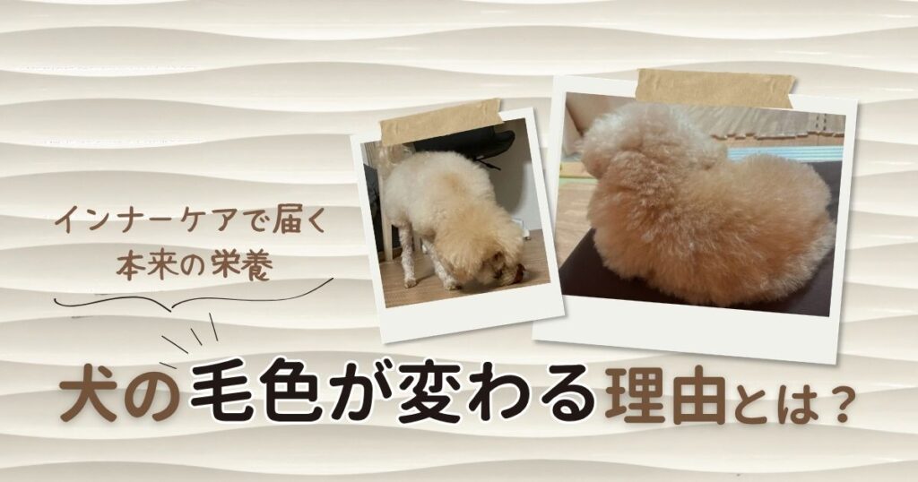 ブログ記事のアイキャッチ画像。波模様のベージュ背景に、ポラロイド風フレームに入ったトイプードルの写真が2枚配置されている。左側には「インナーケアで届く本来の栄養」という吹き出し文字、下部には「犬の毛色が変わる理由とは？」というメインタイトルが記載されている。