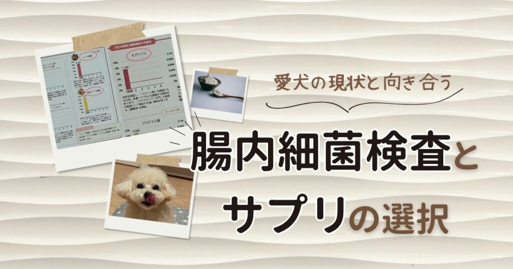 ブログ記事のアイキャッチ画像。波模様のベージュ背景に、ポラロイド風フレームに入った「犬の腸内細菌検査結果のグラフ」「サプリメントの粉末」「トイプードル」の写真が3枚配置されている。右側には「愛犬の現状と向き合う」という吹き出し文字、下部には「腸内細菌検査とサプリの選択」というメインタイトルが記載されている。