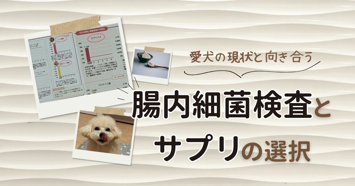 ブログ記事のアイキャッチ画像。波模様のベージュ背景に、ポラロイド風フレームに入った「犬の腸内細菌検査結果のグラフ」「サプリメントの粉末」「トイプードル」の写真が3枚配置されている。右側には「愛犬の現状と向き合う」という吹き出し文字、下部には「腸内細菌検査とサプリの選択」というメインタイトルが記載されている。