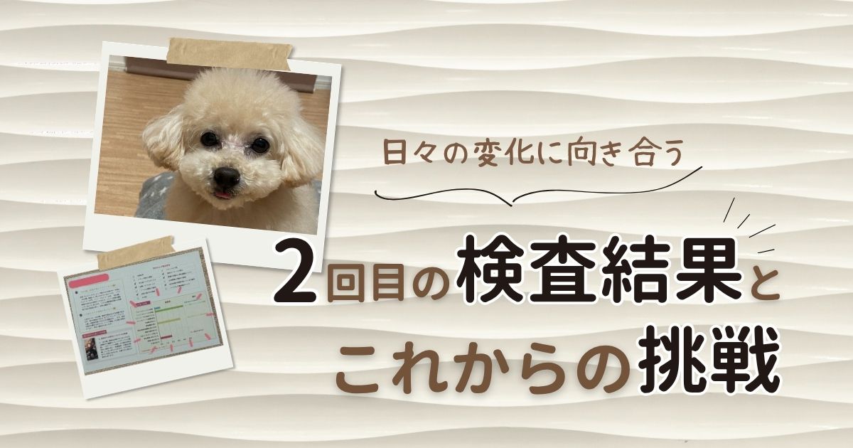 ブログ記事のアイキャッチ画像。波模様のベージュ背景に、ポラロイド風フレームに入った「トイプードル」と「犬の腸内細菌検査結果のシート」の写真が2枚配置されている。右側には「日々の変化に向き合う」という吹き出し文字、下部には「2回目の検査結果とこれからの挑戦」というメインタイトルが記載されている。
