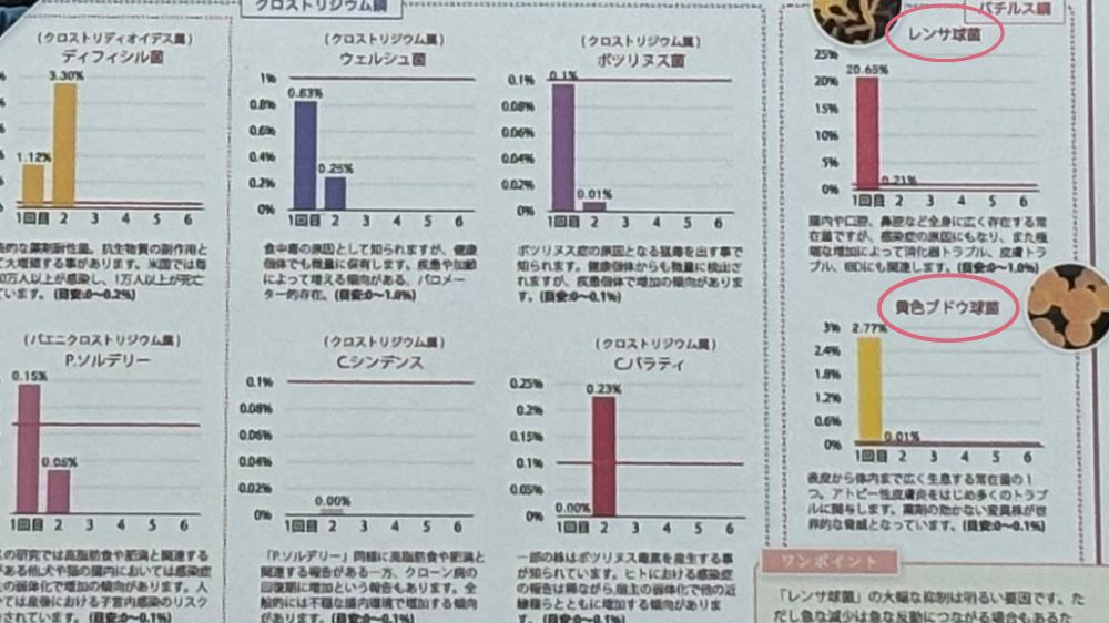 犬の腸内細菌検査1回目と2回目の比較結果。レンサ球菌、黄色ブドウ球菌が抑制された数値。