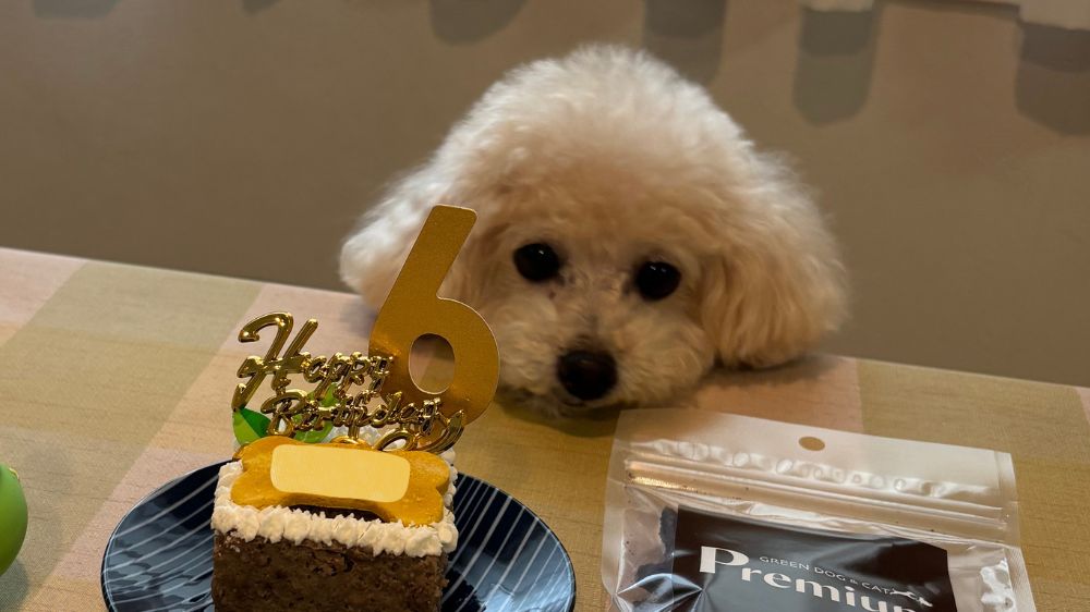 トイプードルと犬用ケーキと犬用おやつ
