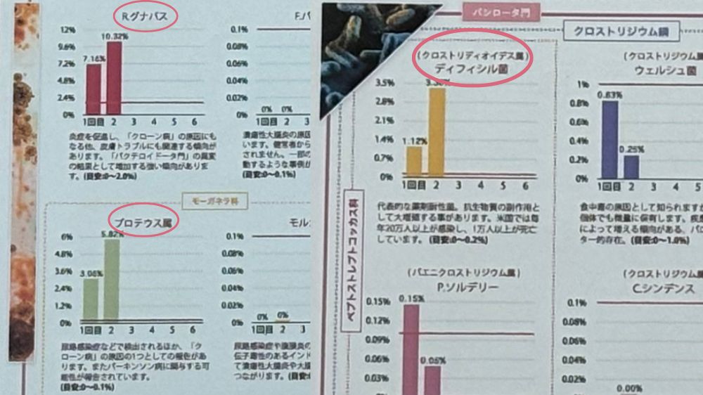 犬の腸内細菌検査1回目と2回目の比較結果。R.グナバズ、プロテウス属、ディフィシル菌の数値が、1回目と比較して高い。