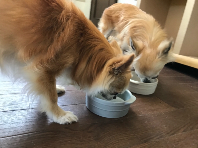 器に入ったヤギミルクを飲む2頭の犬