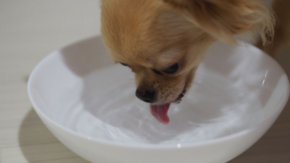 器に入っている水を飲む犬