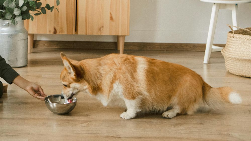 ボウルに入っている水を飲む犬
