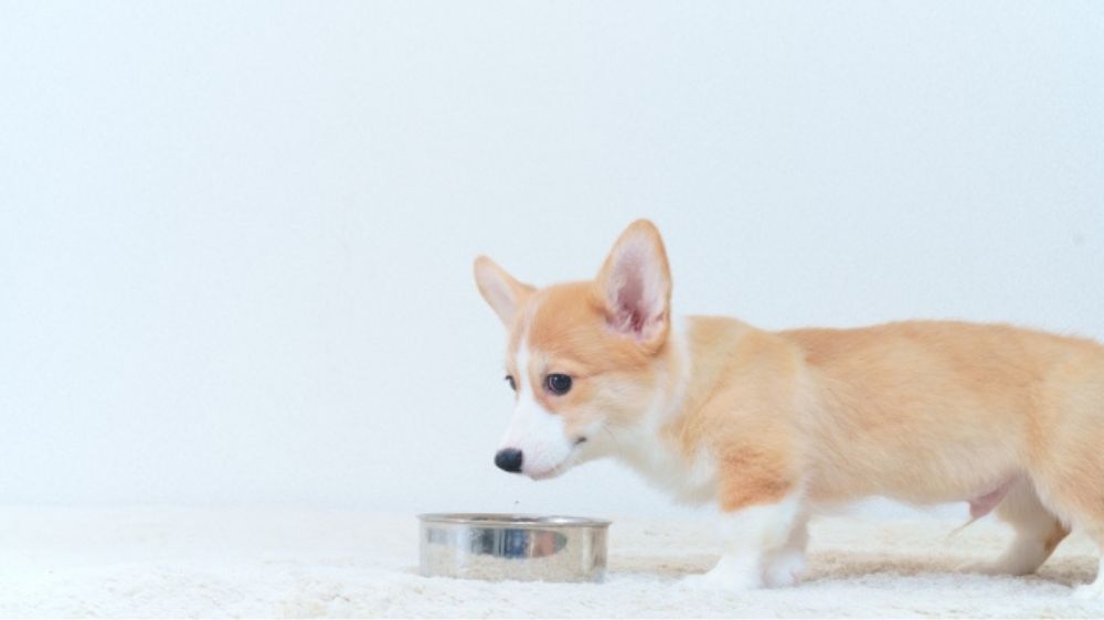 床に置かれた水の器の前に立つ犬