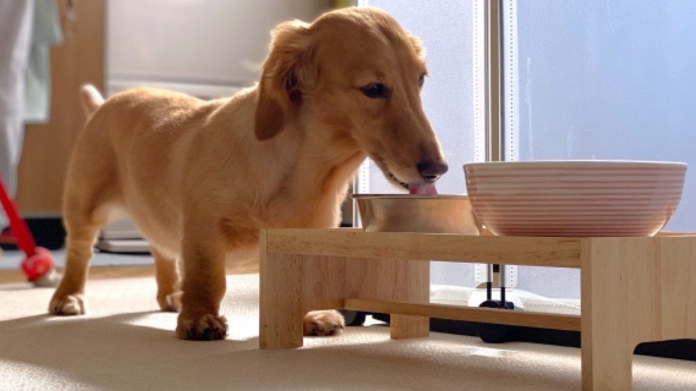 台の上に置いてある食器から水を飲む犬