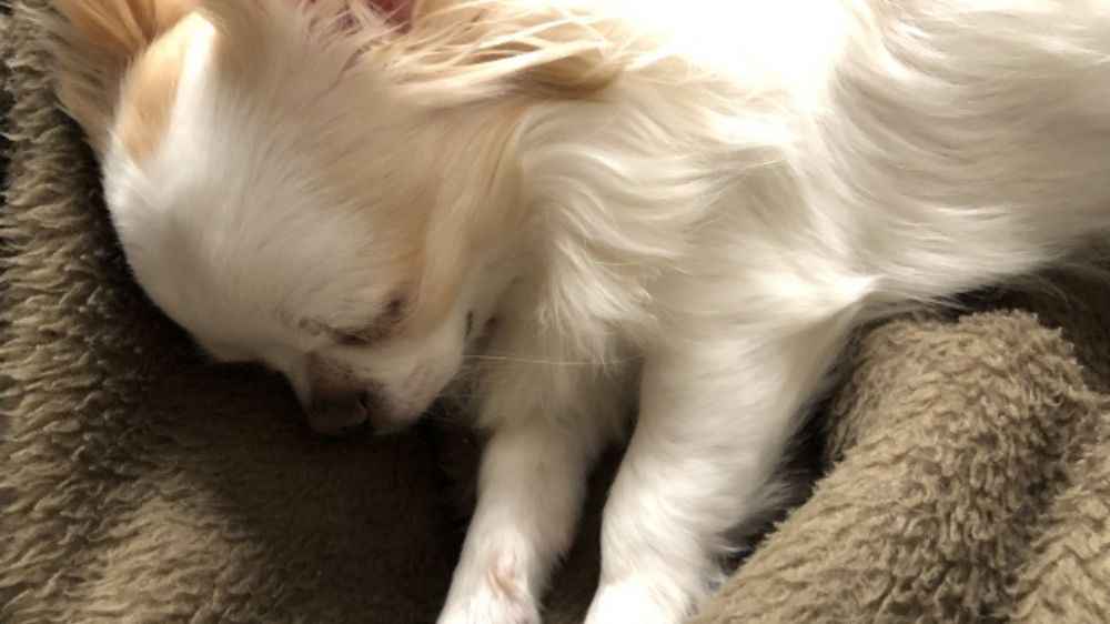 毛布の上で横たわり目を閉じている犬