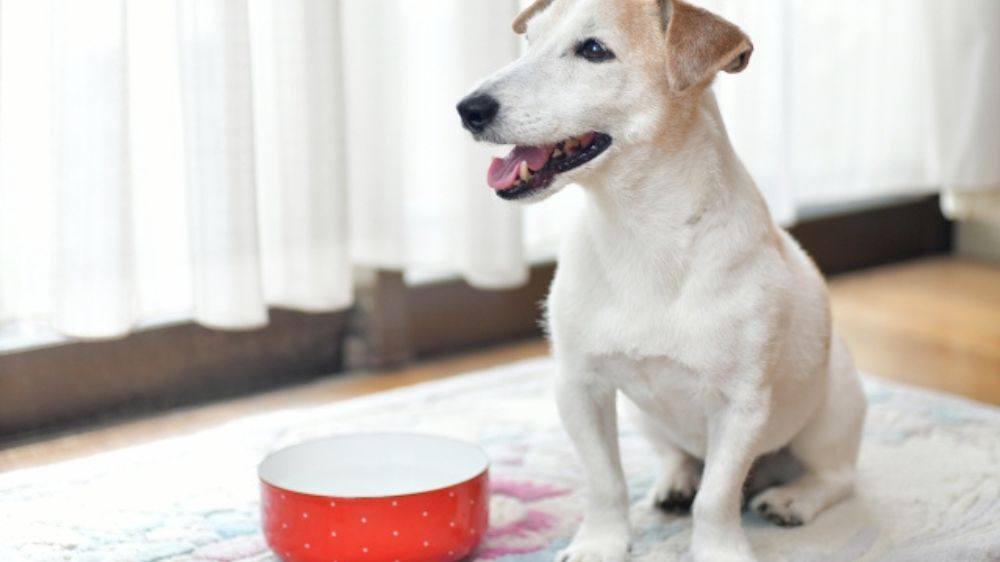 水の器の前に座る犬