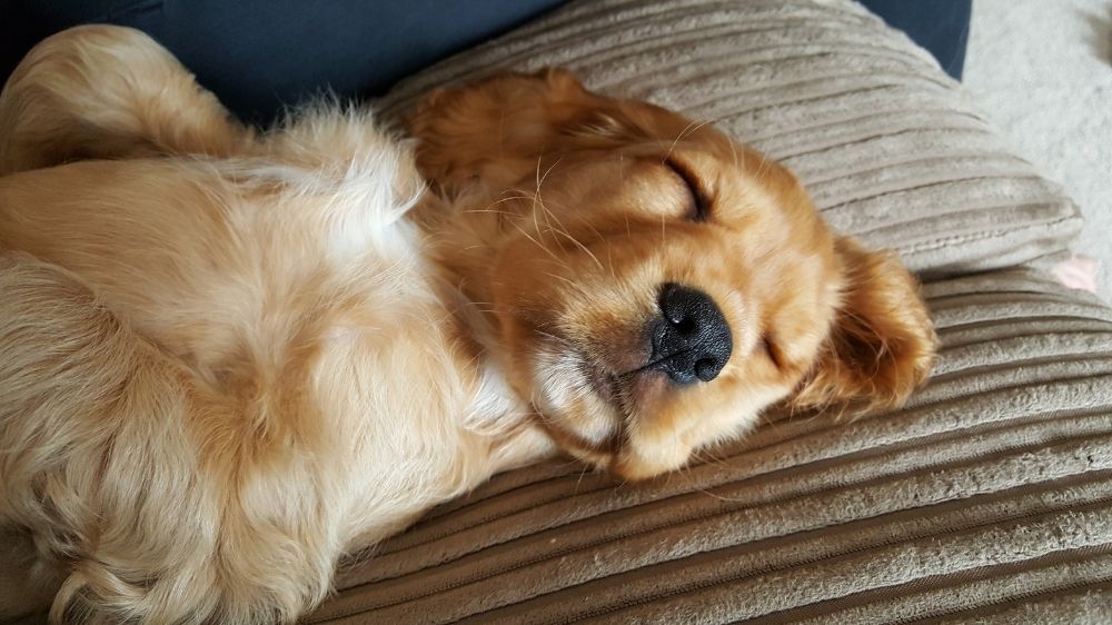 ベッドの上で横たわって目を閉じている犬