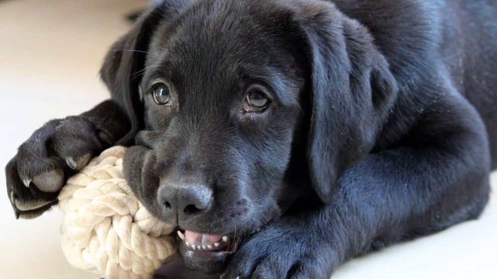 ロープのおもちゃを噛んでいる犬