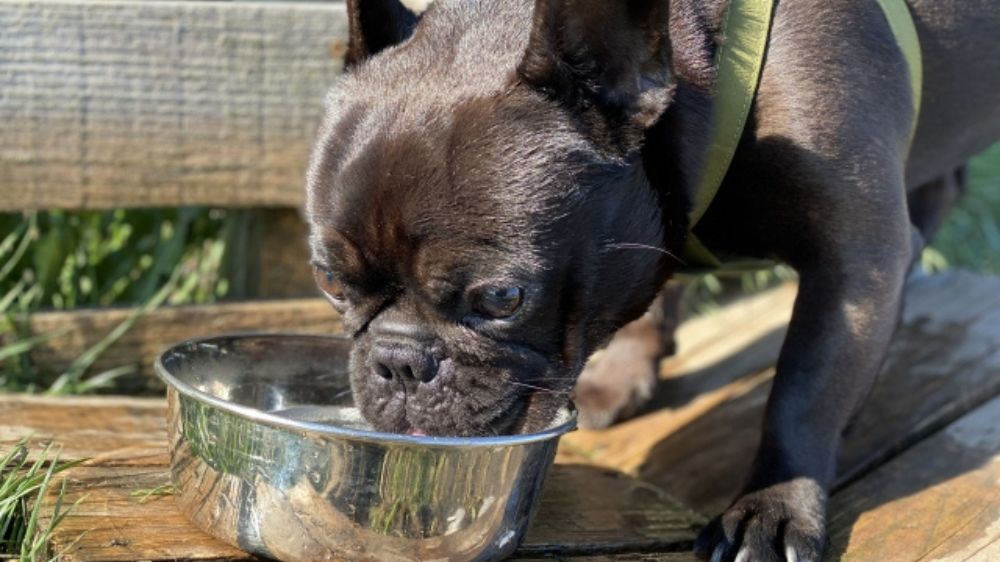 器に入っている水を飲む犬