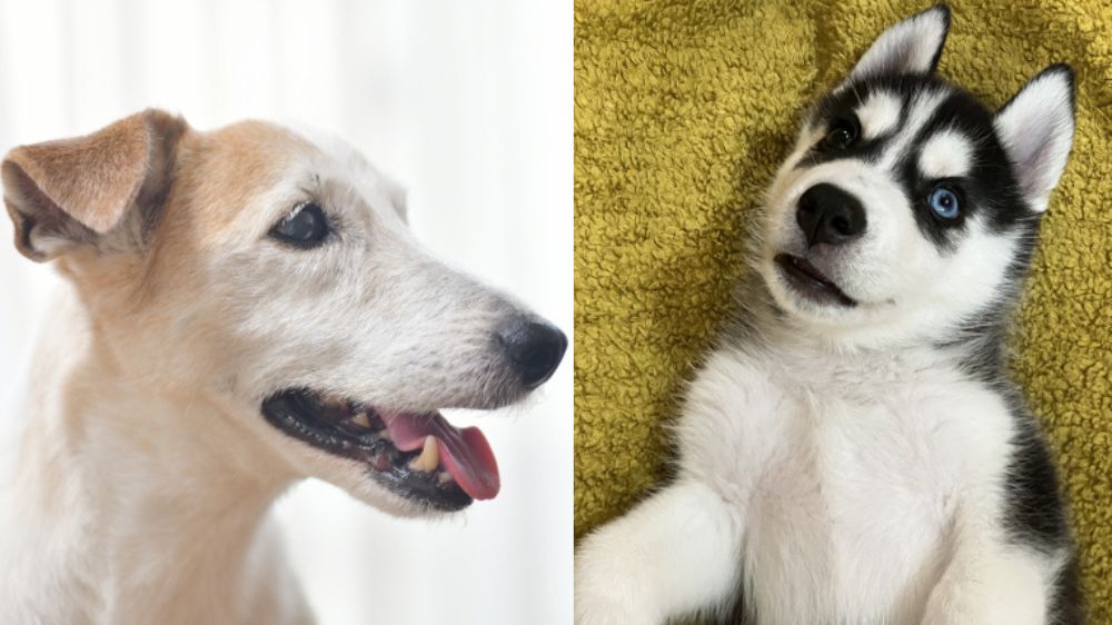 老犬と子犬