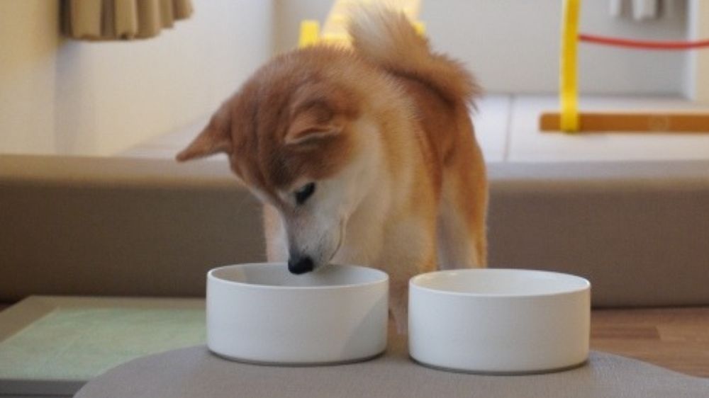 食器に鼻を近づける犬