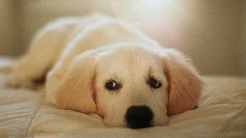 ベッドの上で伏せている犬